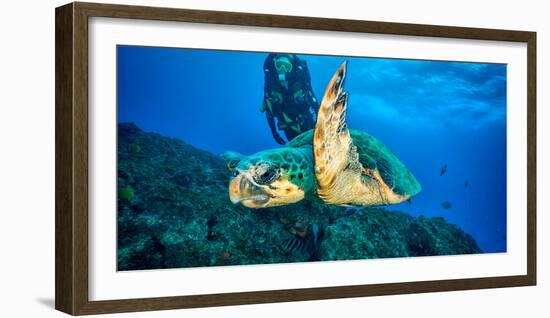 Loggerhead Turtle, (Caretta Caretta), Indian Ocean-Peter Pinnock-Framed Photographic Print