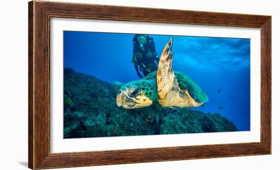 Loggerhead Turtle, (Caretta Caretta), Indian Ocean-Peter Pinnock-Framed Photographic Print