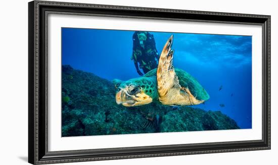 Loggerhead Turtle, (Caretta Caretta), Indian Ocean-Peter Pinnock-Framed Photographic Print