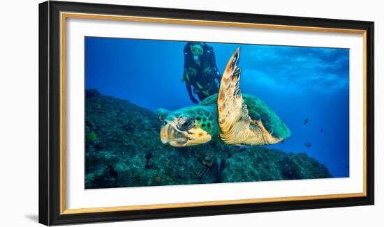 Loggerhead Turtle, (Caretta Caretta), Indian Ocean-Peter Pinnock-Framed Photographic Print