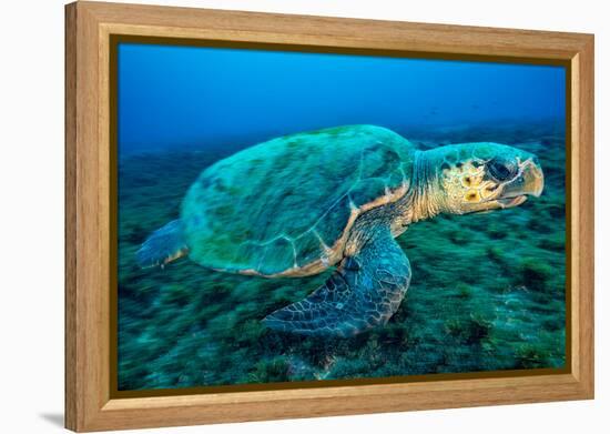 Loggerhead Turtle, (Caretta Caretta), Indian Ocean-Peter Pinnock-Framed Premier Image Canvas