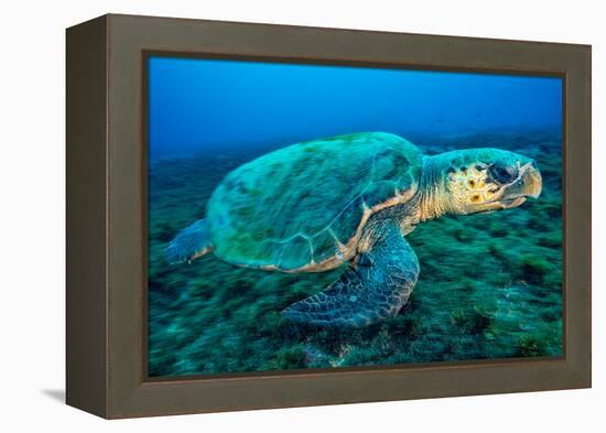 Loggerhead Turtle, (Caretta Caretta), Indian Ocean-Peter Pinnock-Framed Premier Image Canvas