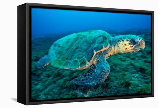 Loggerhead Turtle, (Caretta Caretta), Indian Ocean-Peter Pinnock-Framed Premier Image Canvas