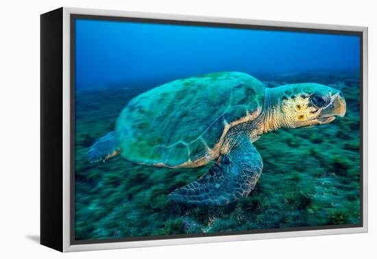 Loggerhead Turtle, (Caretta Caretta), Indian Ocean-Peter Pinnock-Framed Premier Image Canvas