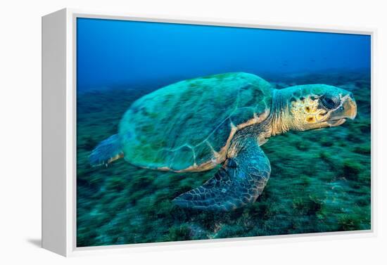 Loggerhead Turtle, (Caretta Caretta), Indian Ocean-Peter Pinnock-Framed Premier Image Canvas