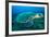 Loggerhead Turtle, (Caretta Caretta), Indian Ocean-Peter Pinnock-Framed Photographic Print