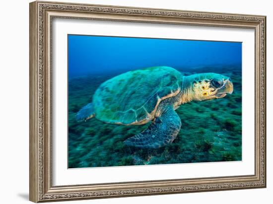 Loggerhead Turtle, (Caretta Caretta), Indian Ocean-Peter Pinnock-Framed Photographic Print