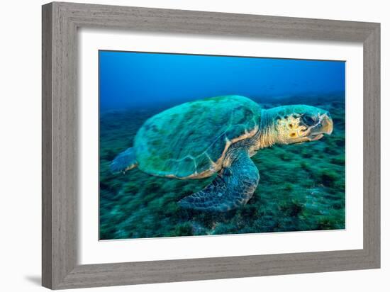 Loggerhead Turtle, (Caretta Caretta), Indian Ocean-Peter Pinnock-Framed Photographic Print