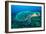 Loggerhead Turtle, (Caretta Caretta), Indian Ocean-Peter Pinnock-Framed Photographic Print