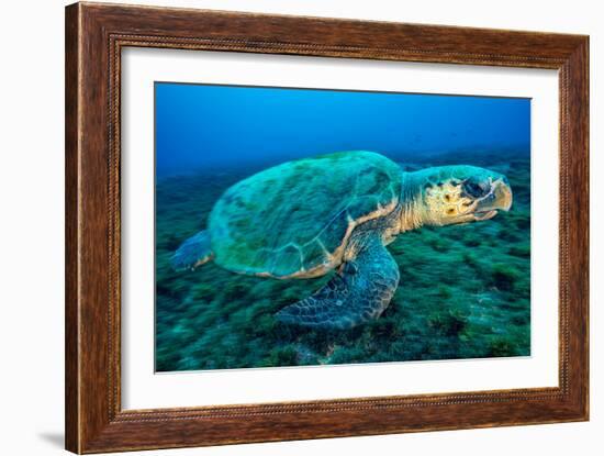 Loggerhead Turtle, (Caretta Caretta), Indian Ocean-Peter Pinnock-Framed Photographic Print