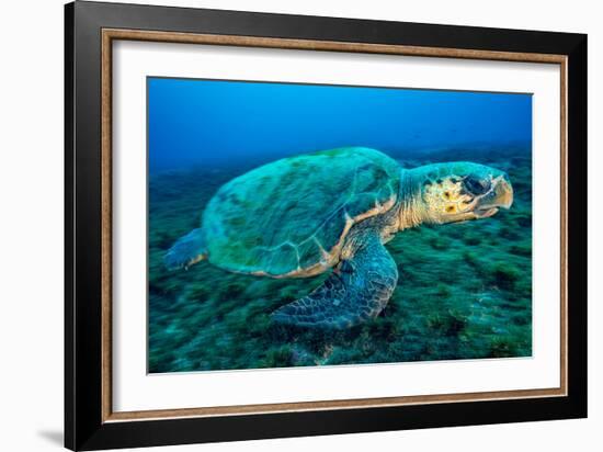 Loggerhead Turtle, (Caretta Caretta), Indian Ocean-Peter Pinnock-Framed Photographic Print