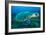 Loggerhead Turtle, (Caretta Caretta), Indian Ocean-Peter Pinnock-Framed Photographic Print