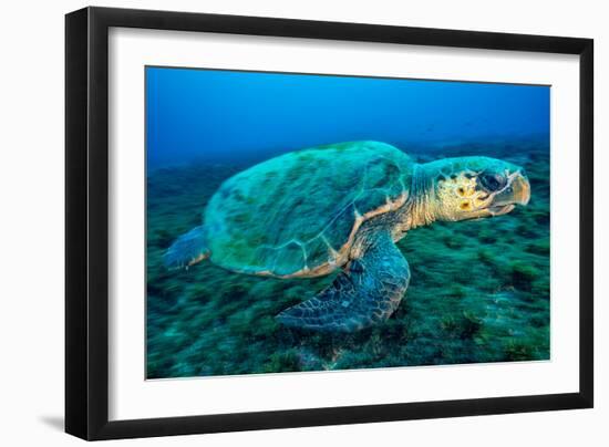 Loggerhead Turtle, (Caretta Caretta), Indian Ocean-Peter Pinnock-Framed Photographic Print