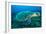 Loggerhead Turtle, (Caretta Caretta), Indian Ocean-Peter Pinnock-Framed Photographic Print