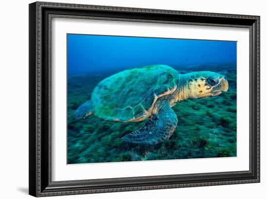 Loggerhead Turtle, (Caretta Caretta), Indian Ocean-Peter Pinnock-Framed Photographic Print