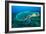 Loggerhead Turtle, (Caretta Caretta), Indian Ocean-Peter Pinnock-Framed Photographic Print