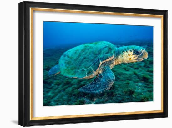 Loggerhead Turtle, (Caretta Caretta), Indian Ocean-Peter Pinnock-Framed Photographic Print