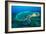 Loggerhead Turtle, (Caretta Caretta), Indian Ocean-Peter Pinnock-Framed Photographic Print