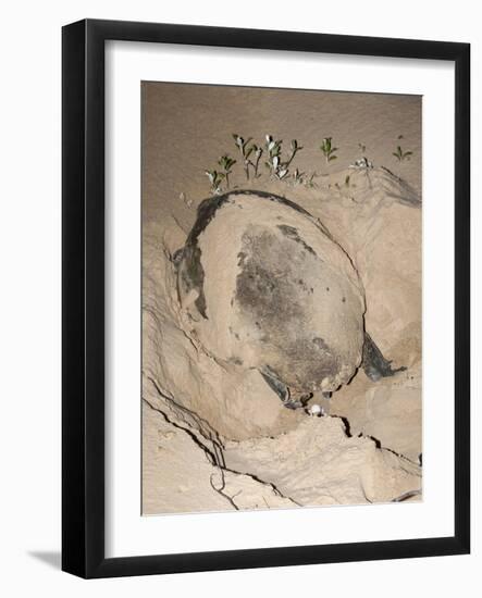 Loggerhead Turtle (Caretta Caretta), Laying Eggs at Night, Banga Nek, Kwazulu Natal, South Africa-Ann & Steve Toon-Framed Photographic Print