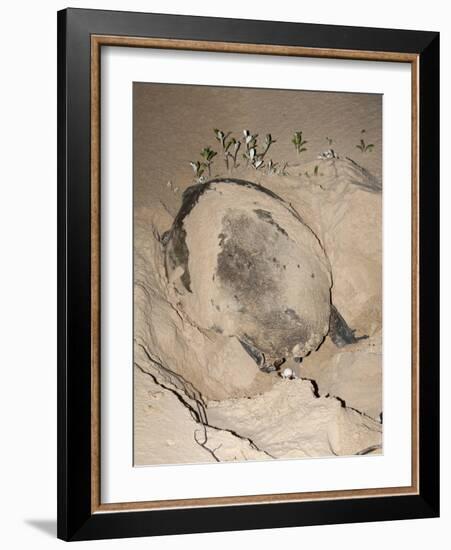 Loggerhead Turtle (Caretta Caretta), Laying Eggs at Night, Banga Nek, Kwazulu Natal, South Africa-Ann & Steve Toon-Framed Photographic Print