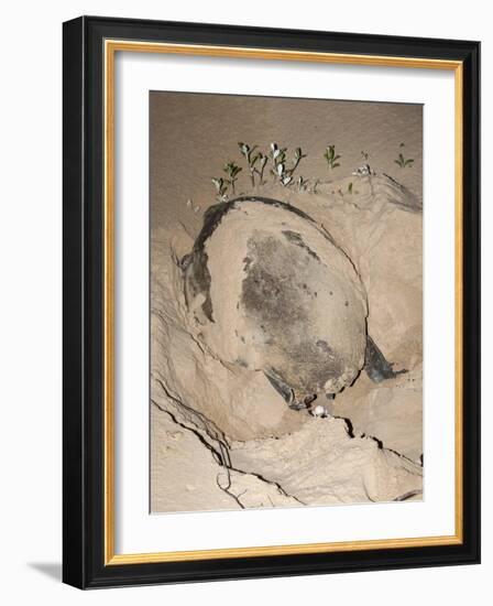 Loggerhead Turtle (Caretta Caretta), Laying Eggs at Night, Banga Nek, Kwazulu Natal, South Africa-Ann & Steve Toon-Framed Photographic Print