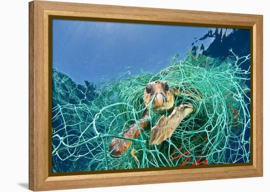 Loggerhead Turtle (Caretta Caretta) Trapped in a Drifting Abandoned Net, Mediterranean Sea-Jordi Chias-Framed Premier Image Canvas