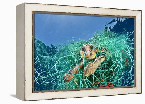 Loggerhead Turtle (Caretta Caretta) Trapped in a Drifting Abandoned Net, Mediterranean Sea-Jordi Chias-Framed Premier Image Canvas