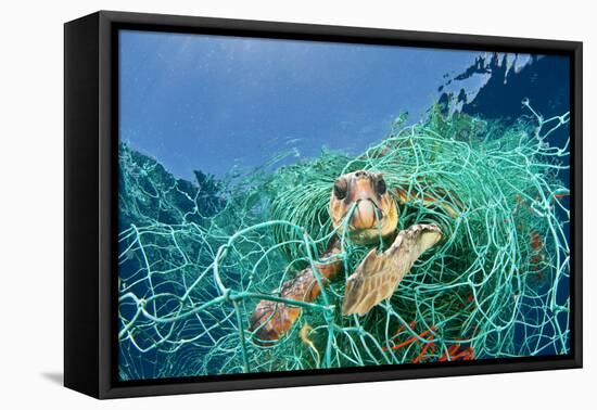 Loggerhead Turtle (Caretta Caretta) Trapped in a Drifting Abandoned Net, Mediterranean Sea-Jordi Chias-Framed Premier Image Canvas