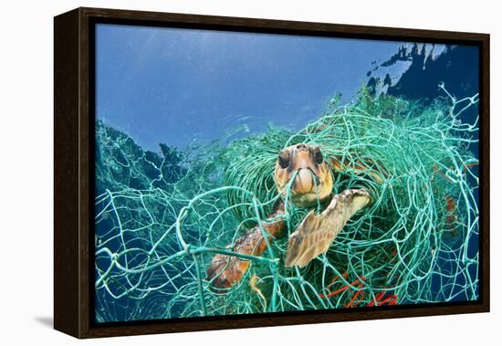 Loggerhead Turtle (Caretta Caretta) Trapped in a Drifting Abandoned Net, Mediterranean Sea-Jordi Chias-Framed Premier Image Canvas