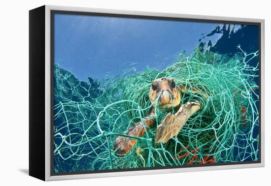 Loggerhead Turtle (Caretta Caretta) Trapped in a Drifting Abandoned Net, Mediterranean Sea-Jordi Chias-Framed Premier Image Canvas