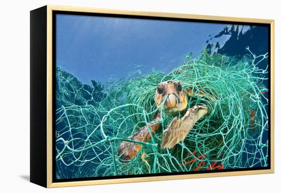 Loggerhead Turtle (Caretta Caretta) Trapped in a Drifting Abandoned Net, Mediterranean Sea-Jordi Chias-Framed Premier Image Canvas