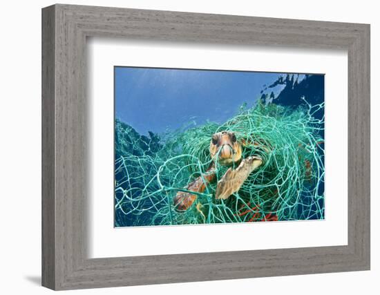 Loggerhead Turtle (Caretta Caretta) Trapped in a Drifting Abandoned Net, Mediterranean Sea-Jordi Chias-Framed Photographic Print