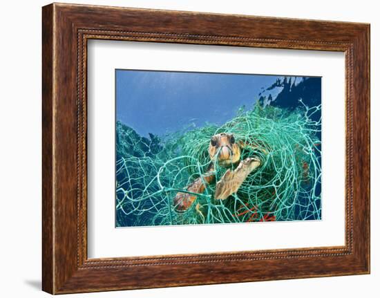 Loggerhead Turtle (Caretta Caretta) Trapped in a Drifting Abandoned Net, Mediterranean Sea-Jordi Chias-Framed Photographic Print