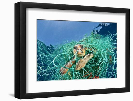 Loggerhead Turtle (Caretta Caretta) Trapped in a Drifting Abandoned Net, Mediterranean Sea-Jordi Chias-Framed Photographic Print