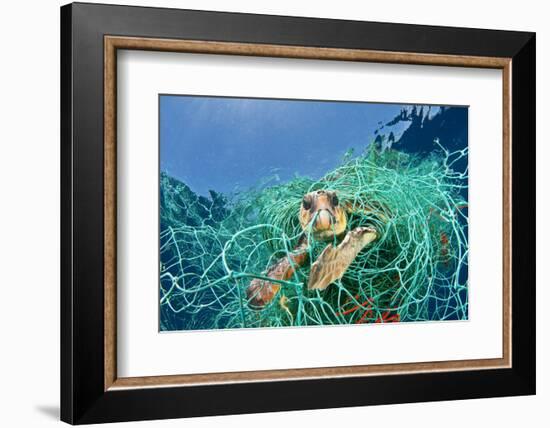 Loggerhead Turtle (Caretta Caretta) Trapped in a Drifting Abandoned Net, Mediterranean Sea-Jordi Chias-Framed Photographic Print