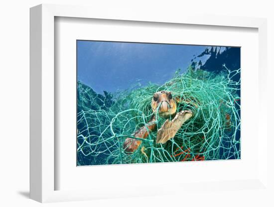 Loggerhead Turtle (Caretta Caretta) Trapped in a Drifting Abandoned Net, Mediterranean Sea-Jordi Chias-Framed Photographic Print