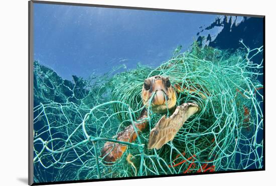 Loggerhead Turtle (Caretta Caretta) Trapped in a Drifting Abandoned Net, Mediterranean Sea-Jordi Chias-Mounted Photographic Print