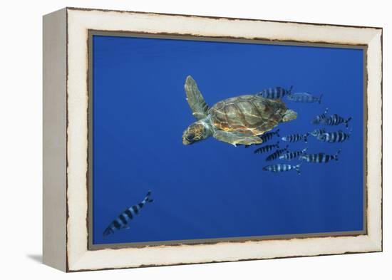 Loggerhead Turtle (Caretta Caretta) with a Shoal of Pilot Fish, Pico, Azores, Portugal, June-Lundgren-Framed Premier Image Canvas