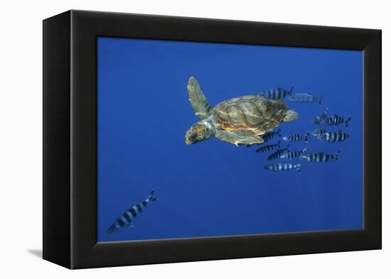 Loggerhead Turtle (Caretta Caretta) with a Shoal of Pilot Fish, Pico, Azores, Portugal, June-Lundgren-Framed Premier Image Canvas