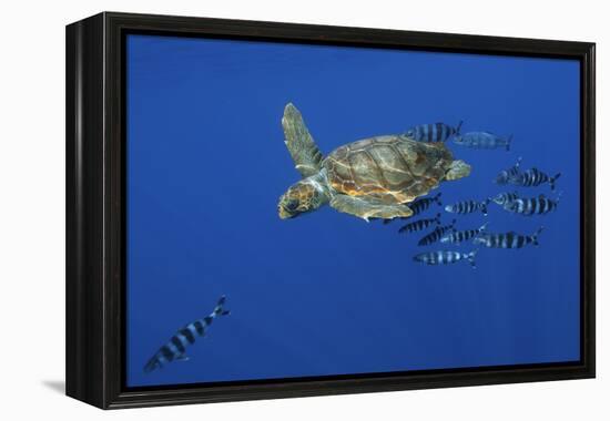 Loggerhead Turtle (Caretta Caretta) with a Shoal of Pilot Fish, Pico, Azores, Portugal, June-Lundgren-Framed Premier Image Canvas