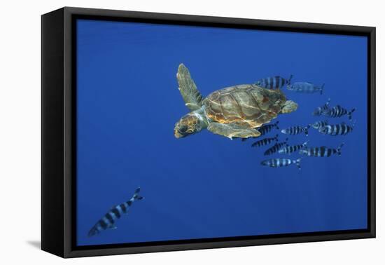 Loggerhead Turtle (Caretta Caretta) with a Shoal of Pilot Fish, Pico, Azores, Portugal, June-Lundgren-Framed Premier Image Canvas