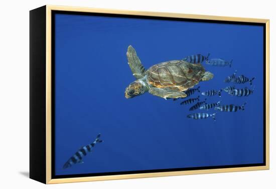 Loggerhead Turtle (Caretta Caretta) with a Shoal of Pilot Fish, Pico, Azores, Portugal, June-Lundgren-Framed Premier Image Canvas