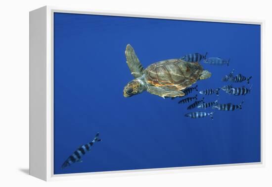 Loggerhead Turtle (Caretta Caretta) with a Shoal of Pilot Fish, Pico, Azores, Portugal, June-Lundgren-Framed Premier Image Canvas