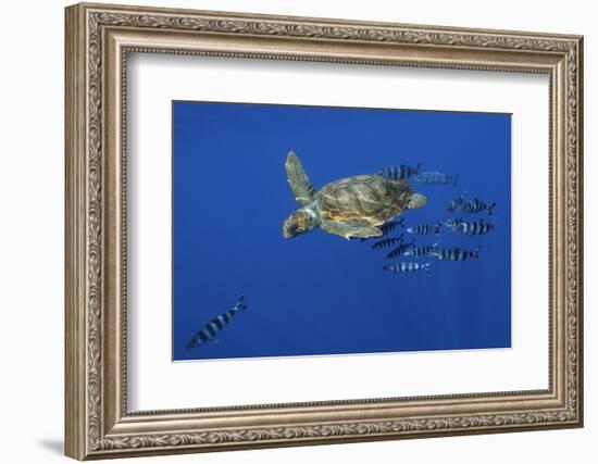 Loggerhead Turtle (Caretta Caretta) with a Shoal of Pilot Fish, Pico, Azores, Portugal, June-Lundgren-Framed Photographic Print