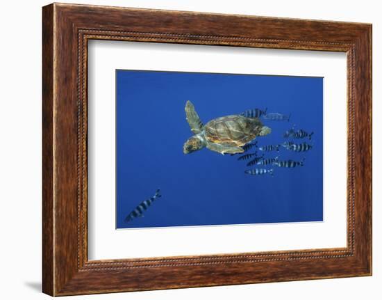 Loggerhead Turtle (Caretta Caretta) with a Shoal of Pilot Fish, Pico, Azores, Portugal, June-Lundgren-Framed Photographic Print