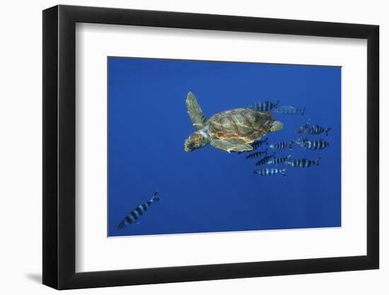 Loggerhead Turtle (Caretta Caretta) with a Shoal of Pilot Fish, Pico, Azores, Portugal, June-Lundgren-Framed Photographic Print