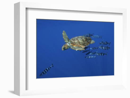 Loggerhead Turtle (Caretta Caretta) with a Shoal of Pilot Fish, Pico, Azores, Portugal, June-Lundgren-Framed Photographic Print