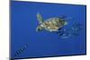 Loggerhead Turtle (Caretta Caretta) with a Shoal of Pilot Fish, Pico, Azores, Portugal, June-Lundgren-Mounted Photographic Print