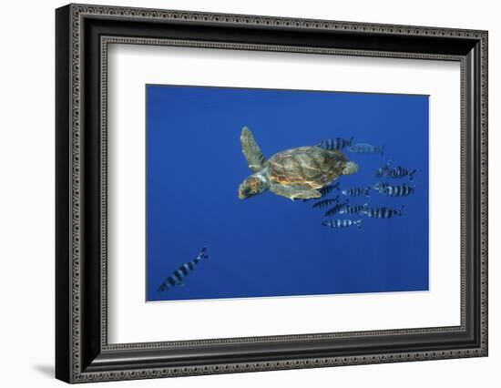 Loggerhead Turtle (Caretta Caretta) with a Shoal of Pilot Fish, Pico, Azores, Portugal, June-Lundgren-Framed Photographic Print