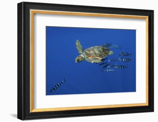 Loggerhead Turtle (Caretta Caretta) with a Shoal of Pilot Fish, Pico, Azores, Portugal, June-Lundgren-Framed Photographic Print